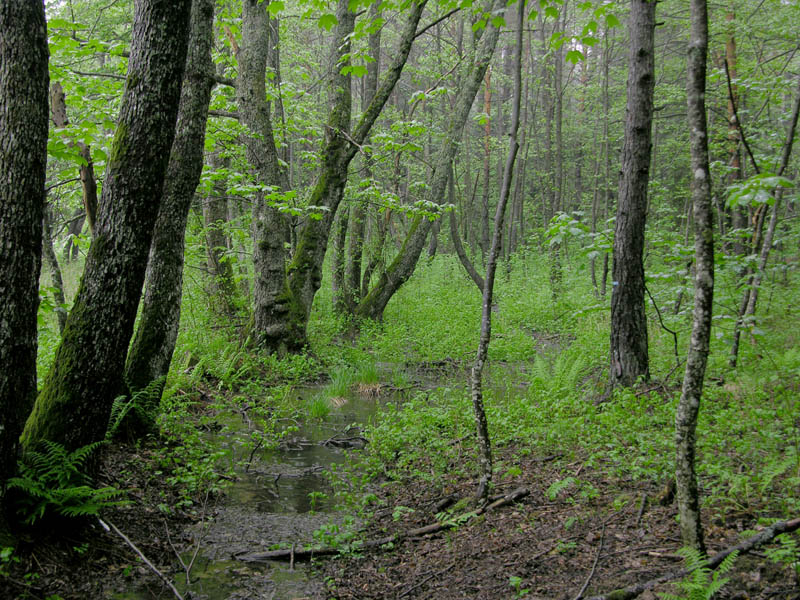 Laetiporus sulphureus(Bull.:Fr.)Murrill